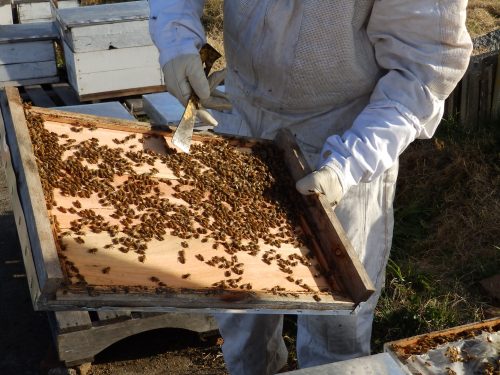 apicultura en Uruguay