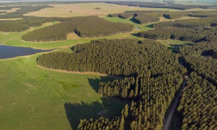 Congreso Internacional en Uruguay abordará Plantaciones de eucalipto bajo manejo intensivo