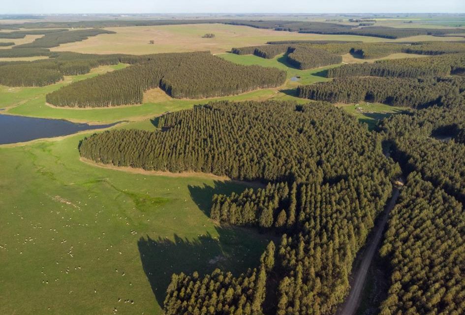 Congreso Internacional en Uruguay abordará Plantaciones de eucalipto bajo manejo intensivo