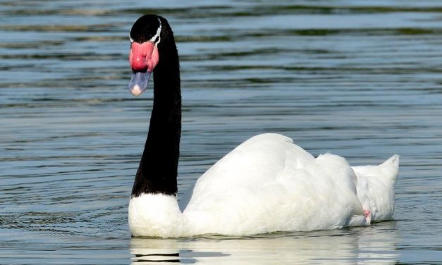Se han contabilizado 130 cisnes de cuello negro muertos por influenza aviar