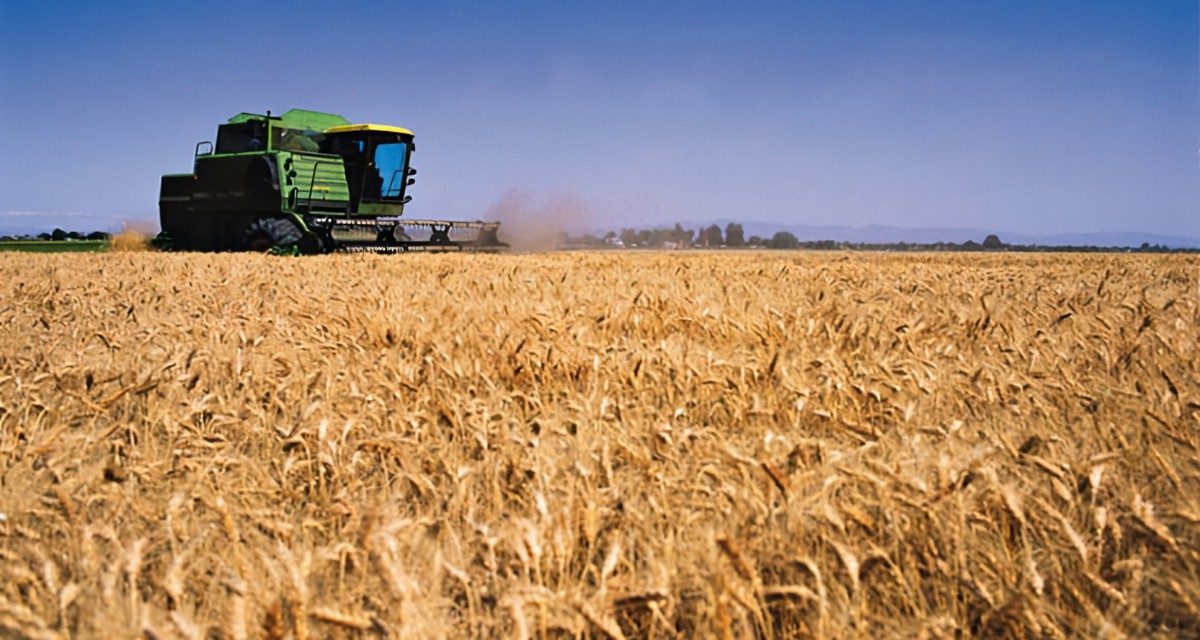 Producción de trigo alcanzó 1.283.164 toneladas, el mayor registro de los últimos 8 años