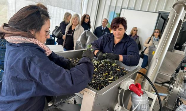 ¿Cuál es la realidad del sector de olivos en Uruguay?