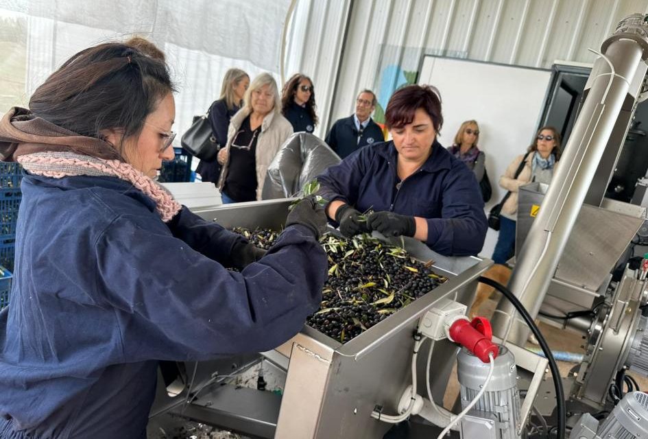 ¿Cuál es la realidad del sector de olivos en Uruguay?