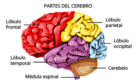 Cerebro: ayer, hoy y mañana  Conferencia en la Academia Nacional de Medicina