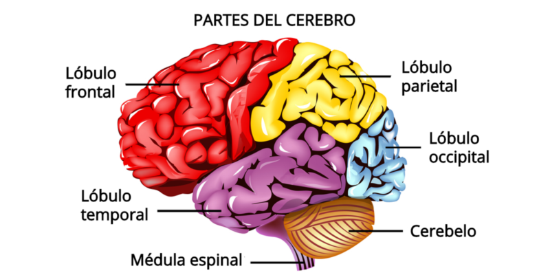 Cerebro: ayer, hoy y mañana  Conferencia en la Academia Nacional de Medicina