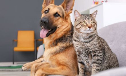 La Importancia de la Adopción de Perros y Gatos: Un Acto de Amor y Responsabilidad