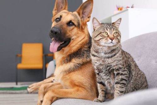 adopción perros y gatos