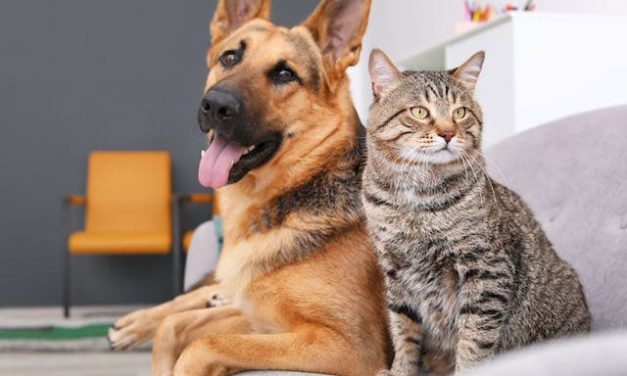 La Importancia de la Adopción de Perros y Gatos: Un Acto de Amor y Responsabilidad