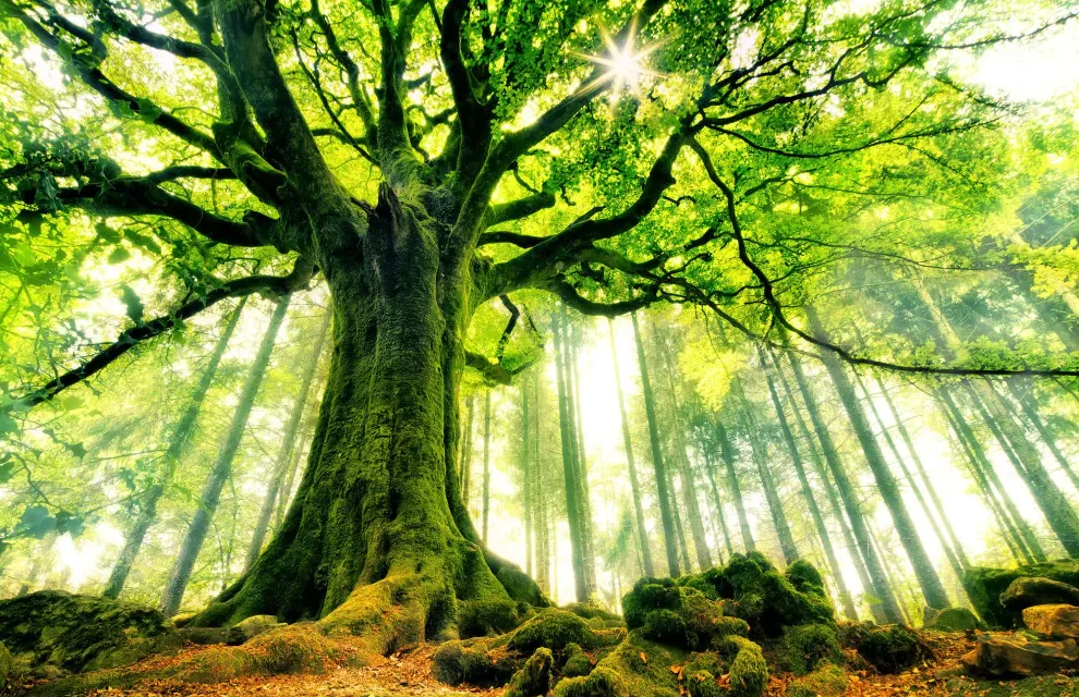 La importancia del árbol en la sociedad y el ambiente