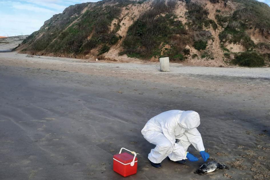Monitoreo de pingüinos muertos: Ministerio de Ambiente descarta influenza aviar