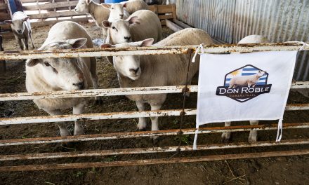 Made in Canelones: Agencia de Desarrollo Rural promueve la exportación de ovinos a Paraguay
