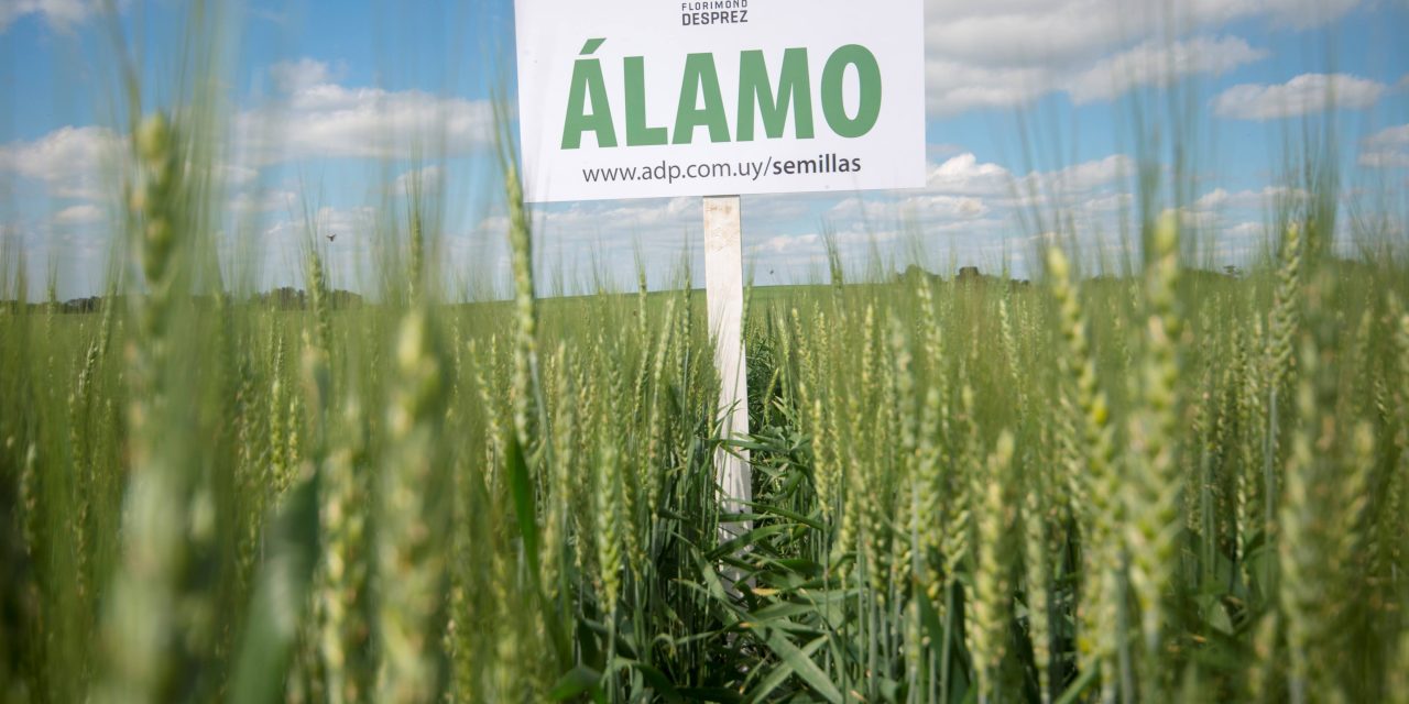 ADP-Agronegocios del Plata participará de la inauguración de la cosecha de trigo