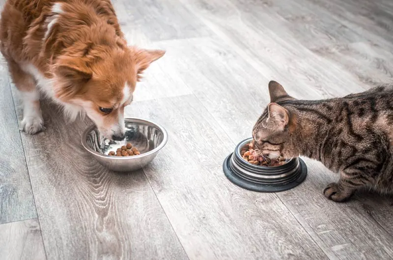 La Mejor Alimentación para Perros y Gatos: Una Guía Completa