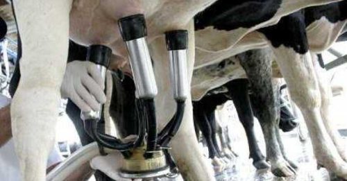 industria láctea uruguay