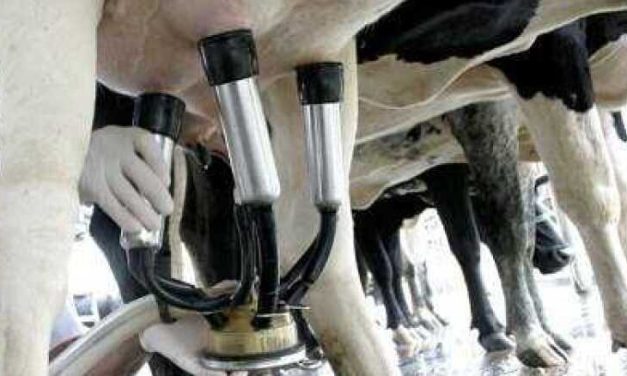 ¿Cuáles son conclusiones sobre el Primer estudio piloto para la medición de pérdidas en la industria láctea en Uruguay?