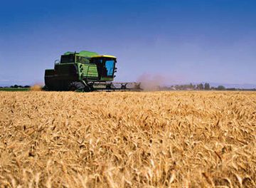 ¿Cuál es la situación y las perspectivas del trigo en Uruguay?