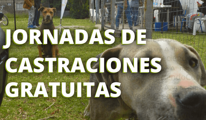 Castraciones de perro y gatos en Municipio de Cerro de las Cuentas