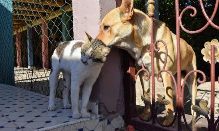 Bienestar animal en Maldonado: castraciones caninas funcionarán a partir del martes 2 de abril