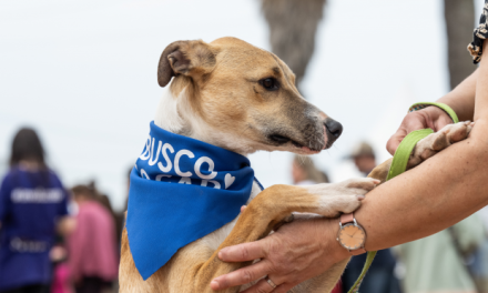 Espacio de Bienestar Animal en la Expo Maratón: ¿de qué se trata?
