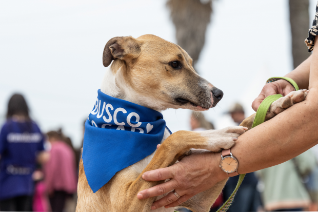 Espacio de Bienestar Animal en la Expo Maratón: ¿de qué se trata?